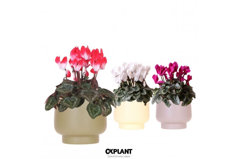 Cyclamen pers. midi Cyclamen mix in Scandic pot green mix 25 cm diamet 