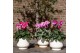 Cyclamen pers. midi Cyclamen mix in Scandic pot green mix 25 cm diamet 