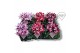 Cyclamen pers. super serie djix Cyclamen Exclusive® - Djix Mix Rood/Wi 