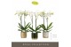 Phalaenopsis wit Maistro Mozart 2 spike 50 cm in Christmas Mix 18 bl.  