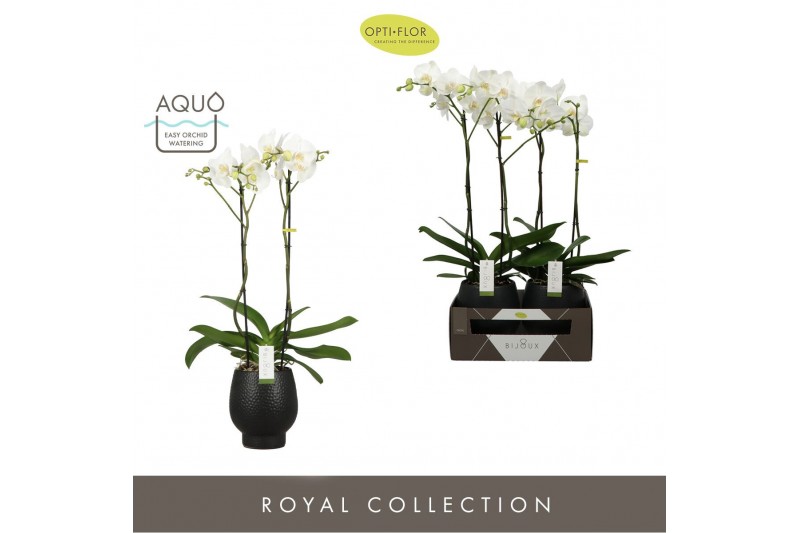 Phalaenopsis wit Bijoux Crystal 2 spike in Abruzzo Black Aquo 14 bl. 2 