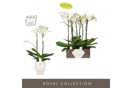 Phalaenopsis wit Bijoux Crystal 2 spike in Abruzzo White Aquo 14 bl. 2
