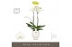 Phalaenopsis wit Bijoux Crystal 2 spike in Abruzzo White Aquo 14 bl. 2 