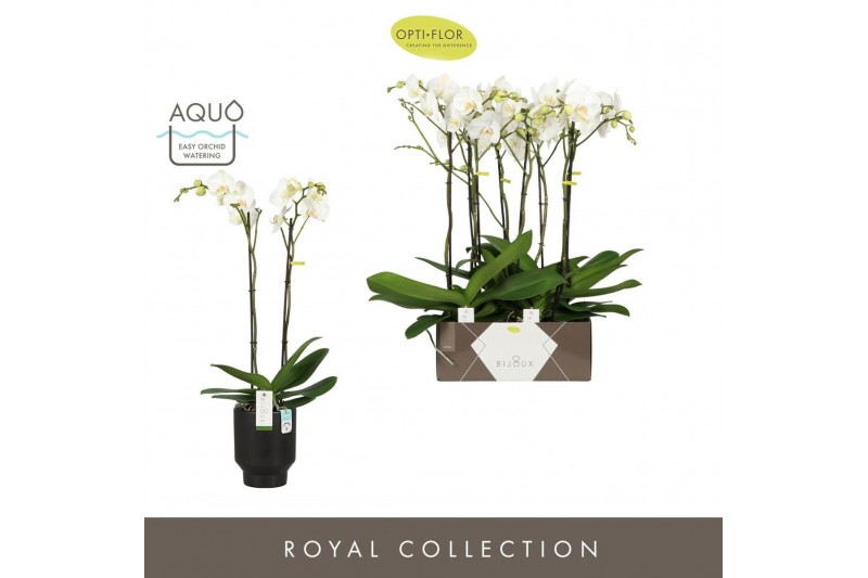 Phalaenopsis wit Bijoux Crystal 2 spike in Emilia Dark Brown Aquo 14 b 