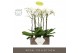 Phalaenopsis wit Bijoux Crystal 2 spike in Emilia Dark Brown Aquo 14 b 