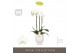 Phalaenopsis wit Bijoux Crystal 3 spike in Abruzzo White Aquo 24 bl. 3 