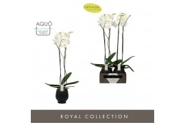 Phalaenopsis wit Bijoux Diamond 2 spike in Abruzzo Black Aquo 14 bl. 2