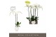 Phalaenopsis wit Bijoux Diamond 2 spike in Abruzzo White Aquo 14 bl. 2 