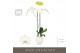 Phalaenopsis wit Bijoux Diamond 2 spike in Abruzzo White Aquo 14 bl. 2 
