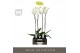 Phalaenopsis wit Bijoux Diamond 2 spike in Abruzzo White Aquo 14 bl. 2 