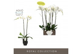 Phalaenopsis wit Bijoux Diamond 2 spike in Emilia Dark Brown Aquo 14 b