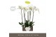 Phalaenopsis wit Bijoux Diamond 2 spike in Emilia Dark Brown Aquo 14 b 