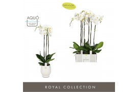 Phalaenopsis wit Fortuno Alto 3 spike in Abruzzo White Aquo 18 bl. 3 t
