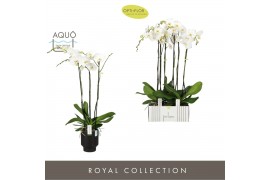 Phalaenopsis wit Fortuno Alto 3 spike in Emilia Dark Brown Aquo 18 bl.