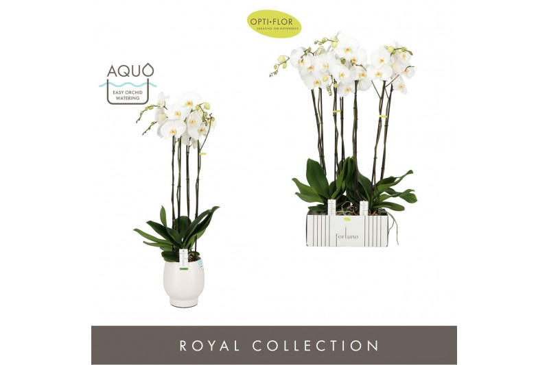 Phalaenopsis wit Fortuno Alto 4 spike in Abruzzo White Aquo 24 bl. 4 t 