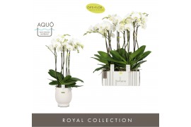 Phalaenopsis wit Fortuno Largo 5 spike in Abruzzo White Aquo 30 bl. 5 