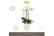 Phalaenopsis wit Fortuno Largo 5 spike in Abruzzo White Aquo 30 bl. 5  