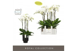 Phalaenopsis wit Fortuno Largo 5 spike in Emilia Dark Brown Aquo 30 bl