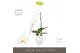Phalaenopsis wit Formidablo Yosemite Falls in Abruzzo White Aquo Showd 