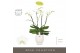 Phalaenopsis wit Theatro Classico 4 spike in Abruzzo White Aquo 30 bl. 