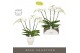 Phalaenopsis wit Theatro Classico 5 spike in Abruzzo White Aquo 35 bl. 