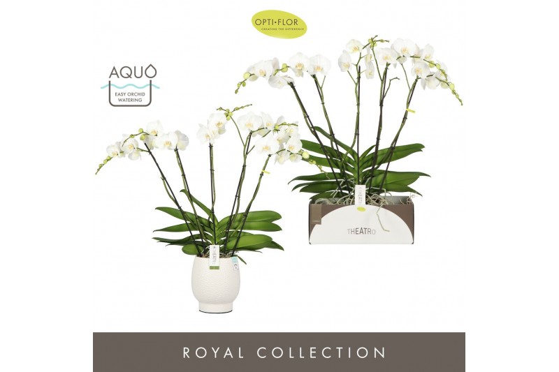Phalaenopsis wit Theatro Classico 5 spike in Abruzzo White Aquo 35 bl. 