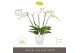 Phalaenopsis wit Theatro Classico 5 spike in Abruzzo White Aquo 35 bl. 