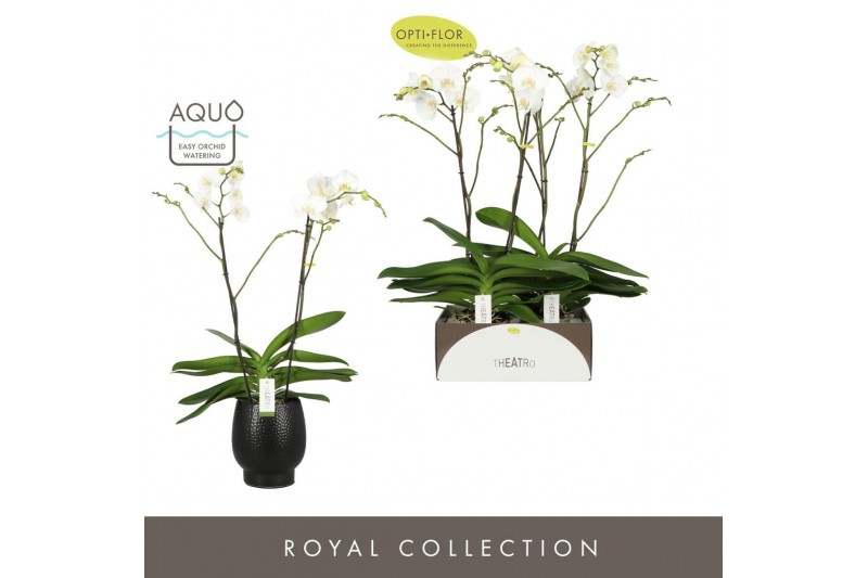 Phalaenopsis wit Theatro Classico 2 spike in Abruzzo Black Aquo 14 bl. 
