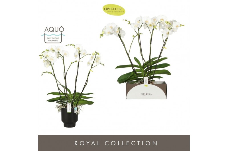 Phalaenopsis wit Theatro Classico 4 spike in Emilia Dark Brown Aquo 30 