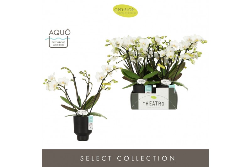 Phalaenopsis multiflora wit Theatro Funk 4 spike in Emilia Dark Brown  