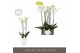 Phalaenopsis wit Bijoux Moonstone 2 spike in Abruzzo White Aquo 14 bl. 