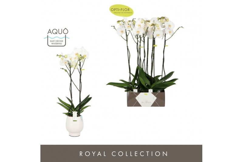 Phalaenopsis wit Bijoux Moonstone 2 spike in Abruzzo White Aquo 14 bl. 