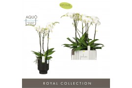 Phalaenopsis wit Fortuno Largo 3 spike in Emilia Dark Brown Aquo 18 bl