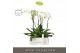 Phalaenopsis wit Fortuno Largo 3 spike in Emilia Dark Brown Aquo 18 bl 