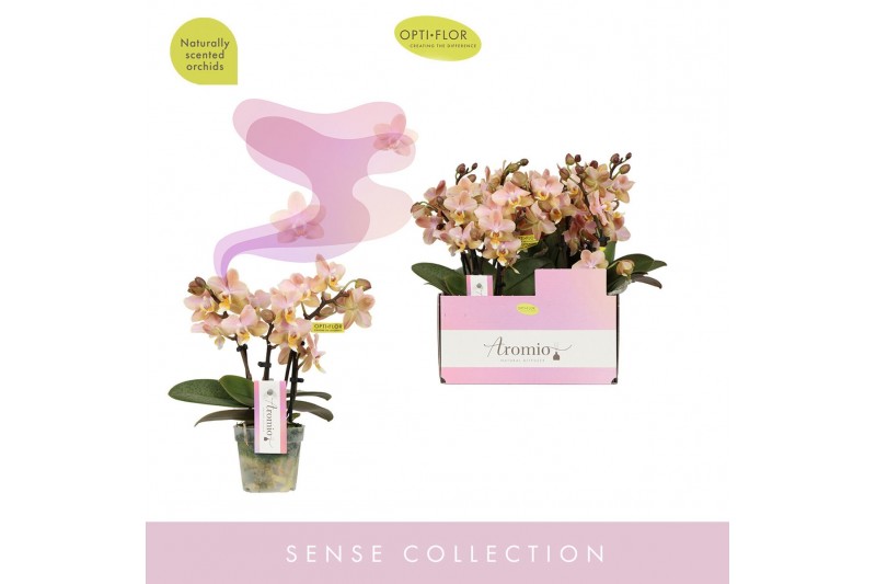 Phalaenopsis multiflora oranje Aromio Honey 3 spike 15 bl. 3 tak/plnt  