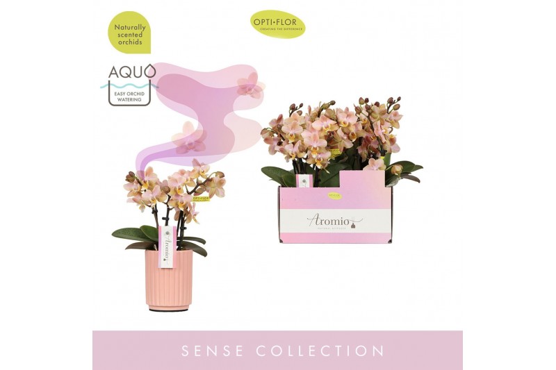 Phalaenopsis multiflora oranje Aromio Honey 3 spike in Salmon Molise A 