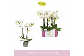 Phalaenopsis wit MyMonro Blondy 2 spike 6 bl. 2 tak/plnt 150
