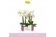 Phalaenopsis wit MyMonro Blondy 2 spike 6 bl. 2 tak/plnt 150 