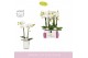 Phalaenopsis wit MyMonro Blondy 2 spike in Molise White Aquo 6 bl. 2 t 