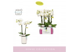 Phalaenopsis wit MyMonro Blondy 2 spike in Molise White Aquo 6 bl. 2 t