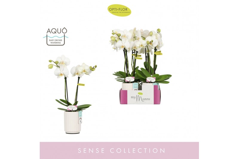 Phalaenopsis wit MyMonro Blondy 2 spike in Molise White Aquo 6 bl. 2 t 