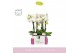 Phalaenopsis wit MyMonro Blondy 2 spike in Molise White Aquo 6 bl. 2 t 