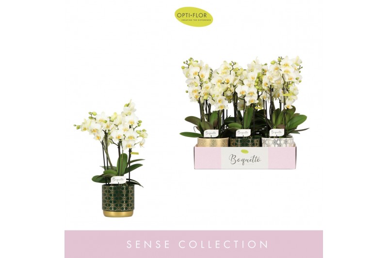 Phalaenopsis multiflora wit Boquetto Beauty 3-5 spike in Christmas Mix 