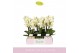 Phalaenopsis multiflora wit Boquetto Beauty 3-5 spike in Christmas Mix 