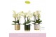 Phalaenopsis multiflora wit Boquetto Beauty 3-5 spike in Christmas Mix 