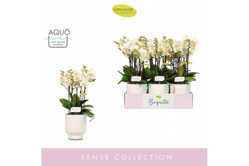 Phalaenopsis multiflora wit Boquetto Beauty 3-5 spike in Emilia White  