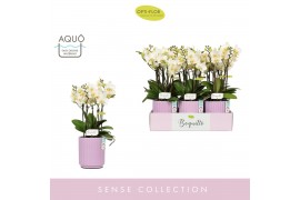 Phalaenopsis multiflora wit Boquetto Beauty 3-5 spike in Molise Lilac 