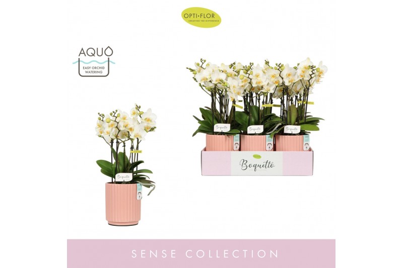 Phalaenopsis multiflora wit Boquetto Beauty 3-5 spike in Molise Salmon 