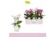 Phalaenopsis multiflora mix Boquetto Pinko Mix 3-5 spike in Lazio Whit 