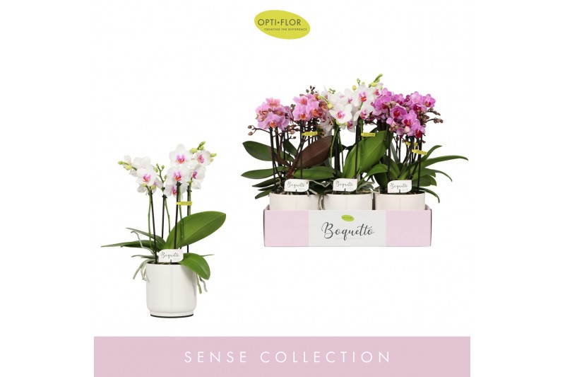 Phalaenopsis multiflora mix Boquetto Pinko Mix 3-5 spike in Lazio Whit 